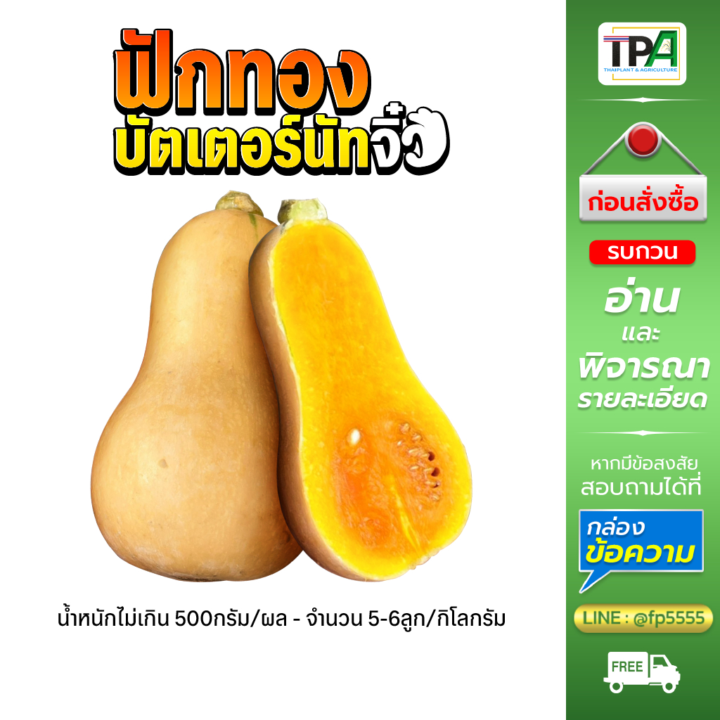 ฟักทองบัตเตอร์นัท(จิ๋ว-01) 5-6 ผล/กก. 1, 2, 3, 4, 5 กก. (ผิวสวย เนื้อสวย) Butternut Squash (Fruit)