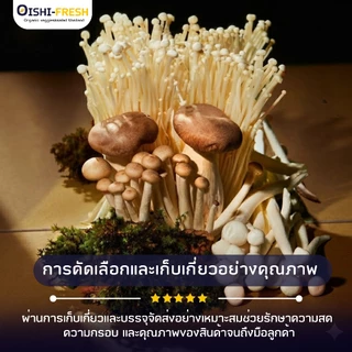 🛒Oishi-Fresh🍄‍เห็ดเข็มทอง ปลอดสารพิษ 1 แพ็ค 200 ก. รสชาติกรอบ สด ใหม่ ใยอาหารสูง หวานออร์แกนิค ผักเคลมได้ 1-2 วัน