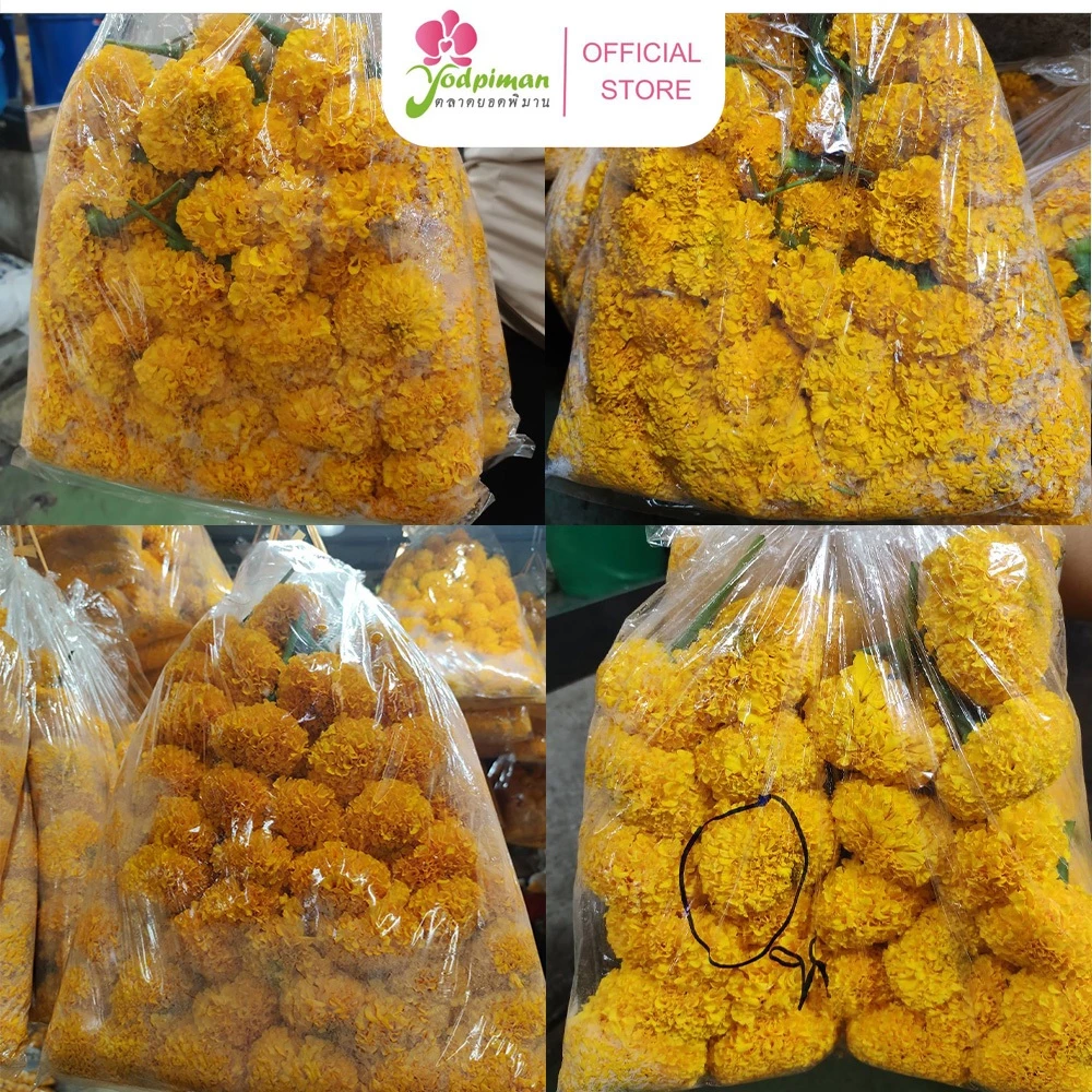 สินค้าพร้อมจัดส่ง ดาวเรืองสด เบอร์ 0 1 2 3 จำนวน100 ดอก จัดส่งด่วน กทม.