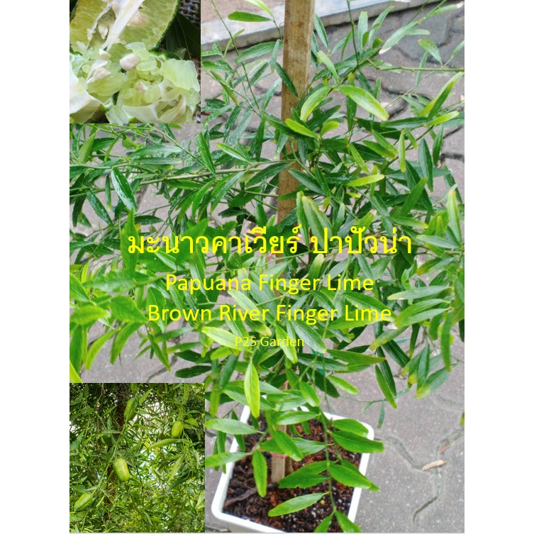 ต้น มะนาวคาเวียร์ ปาปัวน่า Papuana Finger Lime มะนาวนิ้ว จากปาปัวนิวกินี หายาก