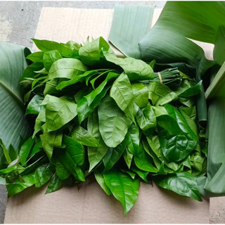 🌱ผักเหลียงสด ใบเหลียงอ่อน 🌱 คัดใบเก็บใหม่ทุกวัน ส่งตรงจากชุมพร ผักเหลียงออร์แกนิก ปลอดสารพิษเคมี 100 %