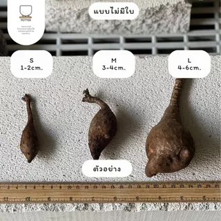 Potter ต้นมะยมเงิน มะยมทอง แบบหัวเปล่า และแบบพร้อมกระถางอิฐมวลเบา ไม้โขดไม้มงคลเลี้ยงง่าย