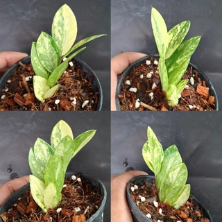 กวักมรกตด่างเหลือง ก้านชำ คัดลายสวยๆ มีหัวมีรากเเล้ว/กระถาง 4 นิ้ว/อัปเดต 11/07/69