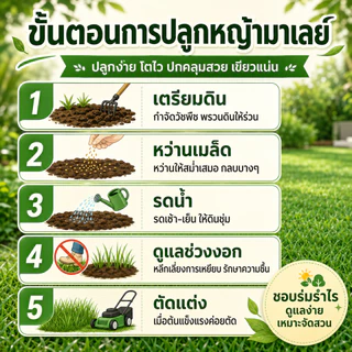 เมล็ดหญ้ามาเลย์สายพันธุ์เทียบ 100,000 เมล็ด แถมฟรีปุ๋ยเร่งราก มูลค่า 89 บาท สำหรับปลูกสนามหญ้า จัดสวน พื้นที่ร่มรำไร