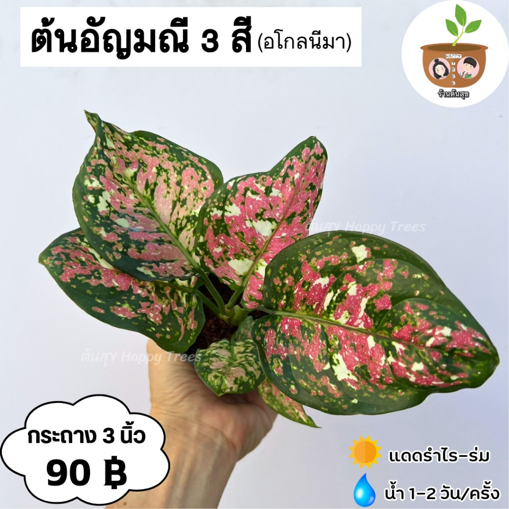 ต้นอัญมณี 3 สี ตระกูลอโกนีมา ต้นไม้ฟอกอากาศ