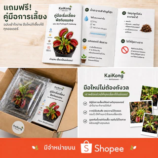 กาบหอยแครง B52 ปากแดงใหญ่!! 🔥 (Venus Flytrap) พืชกินแมลง ต้นจริงพร้อมส่ง