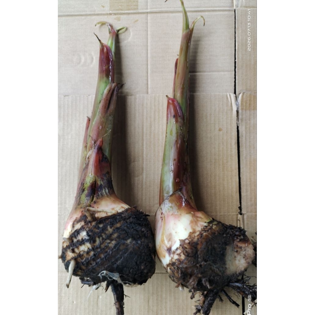 หน่อพันธุ์กล้วยงาช้างPlantain(แบบชุดละ2หน่อ)
