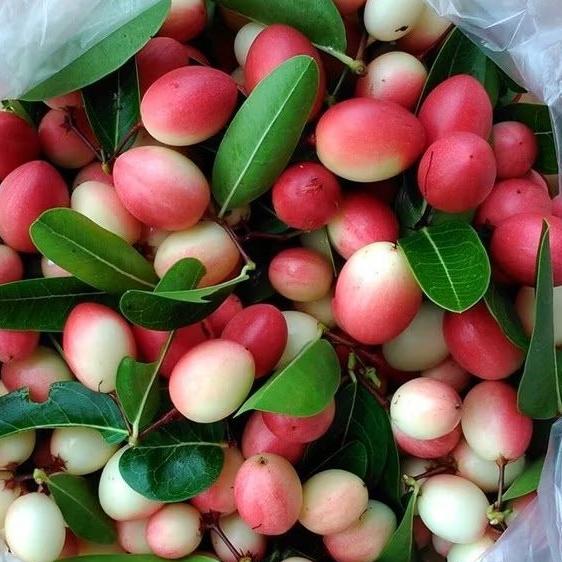 มะม่วงหาวมะนาวโห่ 🍒 ผลสด (ครึ่งกิโล)