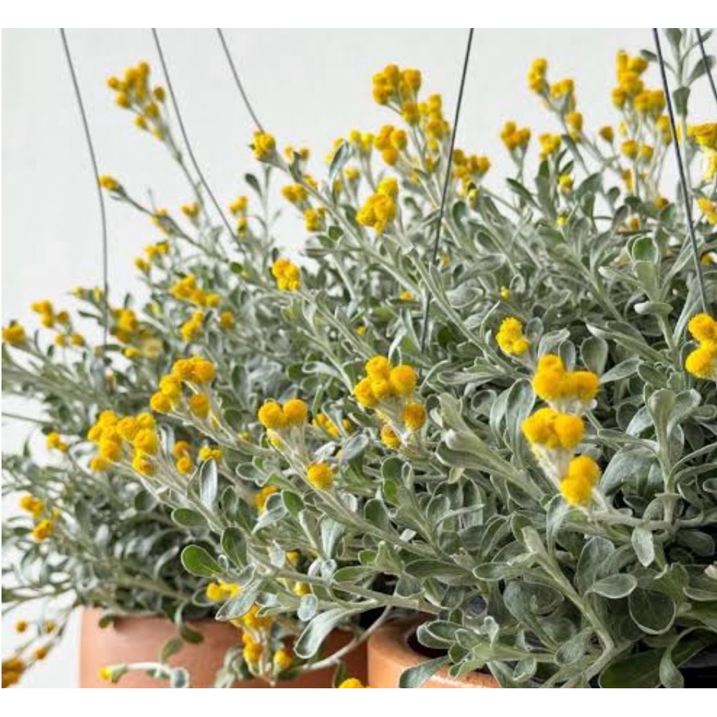 🌱ต้นกล้าเยลโลว์บอตทอม🌼( yellow bottom)🙏พร้อมส่ง