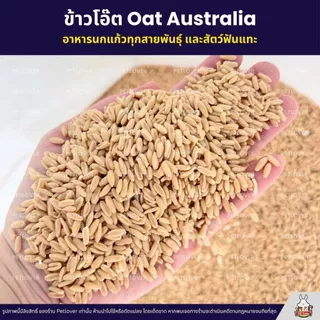 (5KG/10KG) ข้าวโอ๊ต Oat Australia เกรด A ข้าวโอ็ต อาหารนกแก้ว และสัตว์ฟันแทะ สะอาด ร่อนฝุ่นทุกถุง