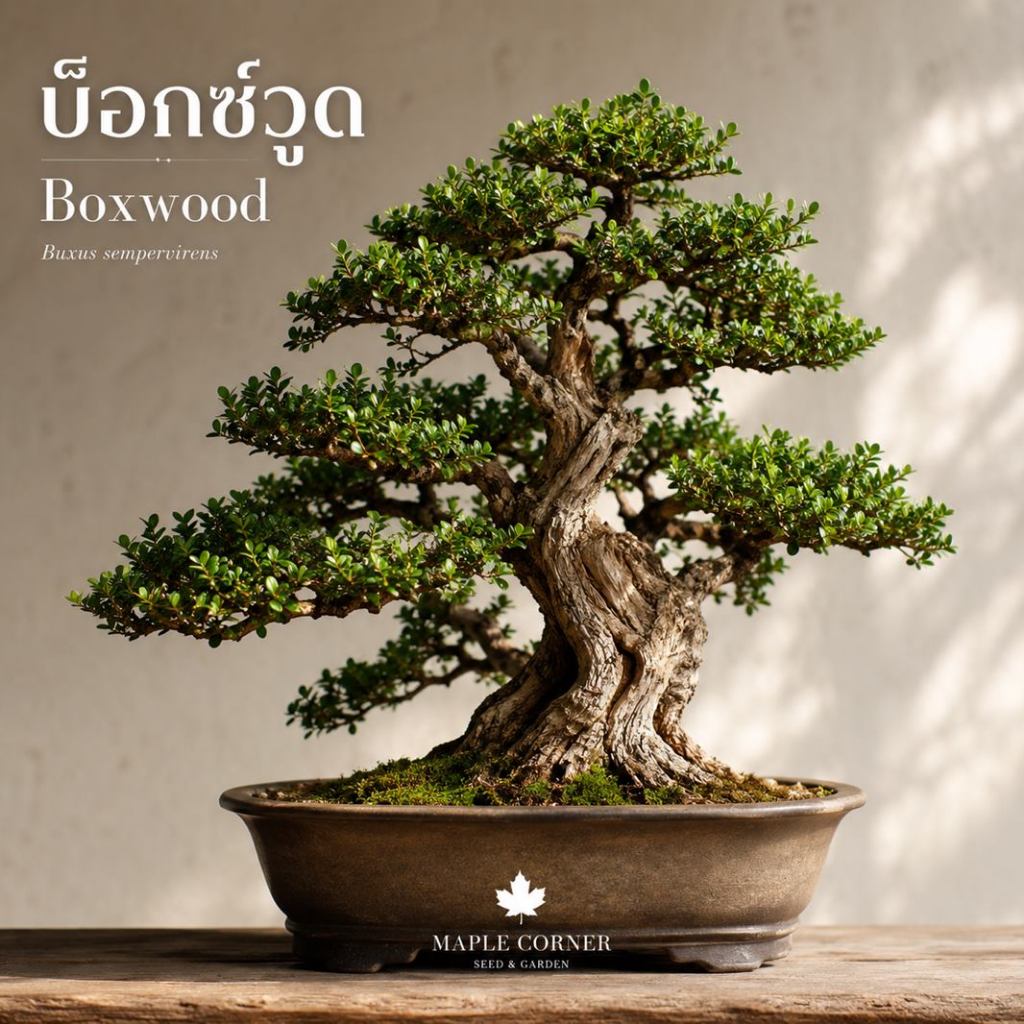 บ็อกซ์วู้ด (Boxwood) บ๊อกวูด บ็อกวูด Buxus sempervirens เมล็ดพันธุ์ ไม้ริมรั้ว บอนไซ