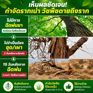 🌲ยาฆ่าต้นไม้ใหญ ยาฆ่าหญ้า รากเน่ารากไม่ขึ้นอีก ยาฆ่าตอไม้ สารกําจัดกอไผ่ แบบผง สานกำจัดกอไผ่ วัชพืช