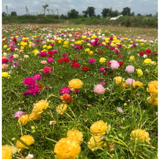 กิ่งแพรเซี่ยงไฮ้ คละสี7-10 สี เก็บสดทุกวัน รับประกันความสวยและสด กิ่งยาวอวบ สีสันสวยงาม