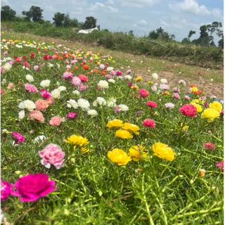 กิ่งแพรเซี่ยงไฮ้ คละสี7-10 สี เก็บสดทุกวัน รับประกันความสวยและสด กิ่งยาวอวบ สีสันสวยงาม