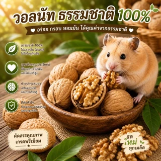 Hamu ♥️ (สั่งซื้อขั้นต่ำ 30 บาท) วอลนัท Walnut แบบยังไม่แกะเปลือก 1-6 ลูก สำหรับสัตว์ฟันแทะ