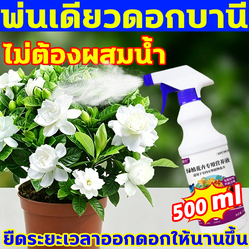 พ่นเดียวดอกบาน ปุ๋ยกุหลาบ 500mlสูตรเข้มข้น ปุ๋ยดอกไม้  บำรุงพืชทุกชนิด บำรุงราก บำรุงต้น บำรุงใบ เร่งดอก ปุ๋ยบำรุงดอกไม้