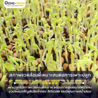 🛒Oishi-Fresh🥬โต้วเหมี่ยว ปลอดสารพิษ 100 ก. รสชาติกรอบ สด ใหม่ ใยอาหารสูง หวานออร์แกนิค เคลมได้ 1-2 วัน