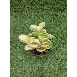 ต้นสายใยรักด่างชมพูและต้นสายใยรักด่างขาว [ Tradescantia Nanouk และ Sillamontana Variegated ] ในกระถาง3"และ2"r