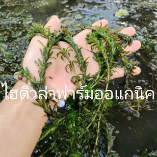 สาหร่ายหางกระรอกพุงชะโด ฉัตร 300กรัม สินค้ารับประกัน เสียหายเราส่งให้ใหม่