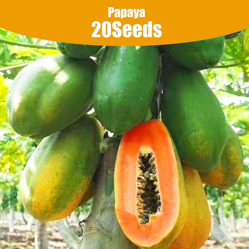 20 Seeds Original Dwarf Papaya Seeds Papaya Plant Seeds for Garden Organic Fruit Seeds