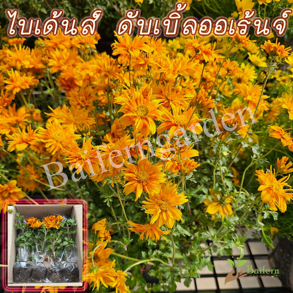 ต้นกล้าดอกไบเด้นส์ดับเบิ้ลออเร้นจ์(Bidens double orange) ดอกไม้กินได้ ต้นกล้าพร้อมส่ง ต้นแข็งแรงรากเยอะพร้อมปลูก