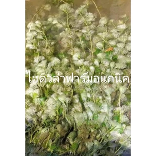 สาหร่ายหางกระรอกพุงชะโด&ฉัตร ฟาร์มออแกนิค 500กรัม คัดพิเศษต้นยาวๆ