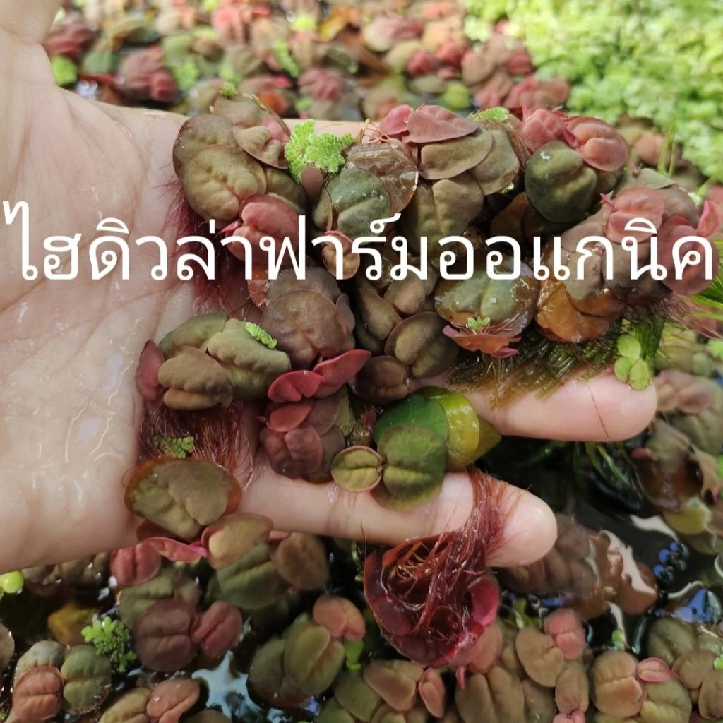 ดอกจอกกุหลาบ จอกแดงญี่ปุ่นจอกหูหนู/รังผึ้ง จอกหูช้าง ฟาร์มออร์แกนิค