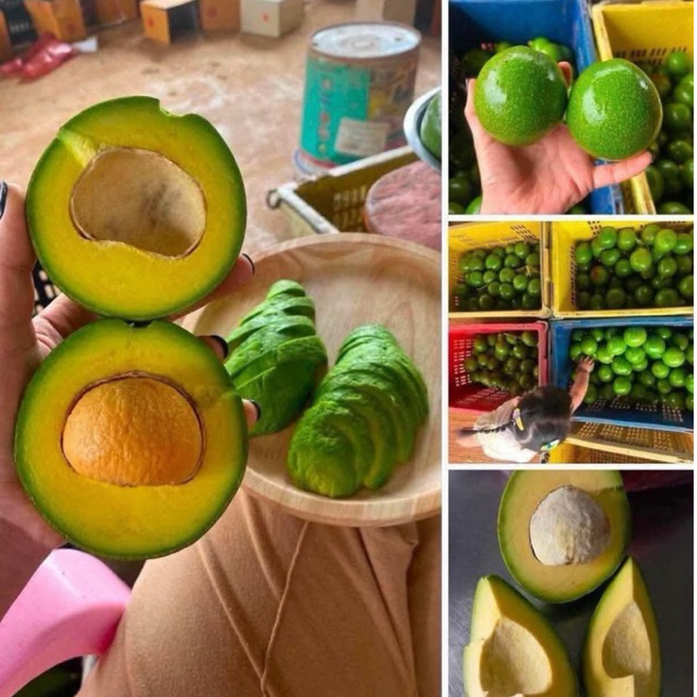 #Namijishop #อโวคาโด พร้อมส่ง 1Kg.ฯ 🥑ผลไม้ตามฤดูกาล เก็บสดใหม่จากสวน ไซร์ใหญ่-กลางห่อโฟมทุกลูก
