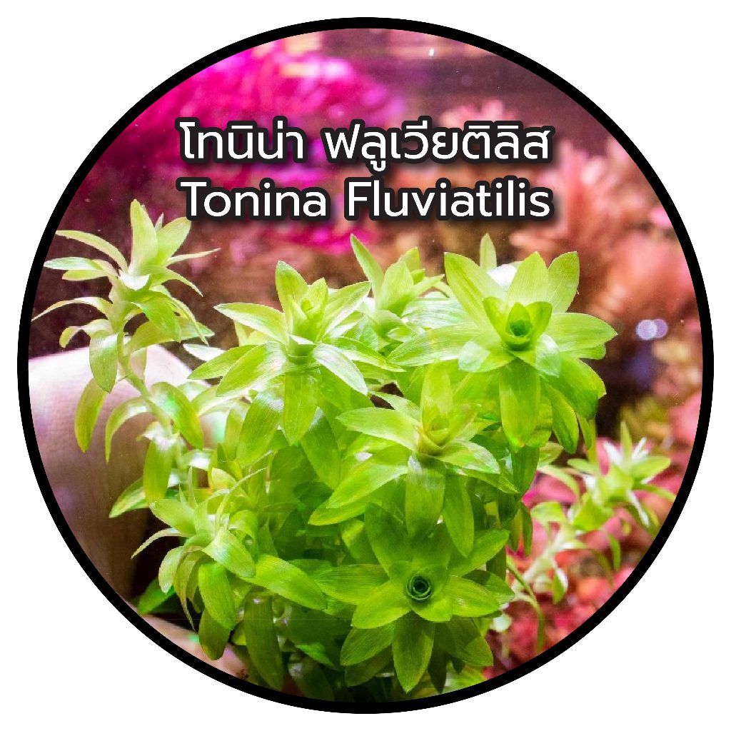 ต้นไม้น้ำ โทนิน่า ฟลูเวียติลิส Tonina Fluviatilis