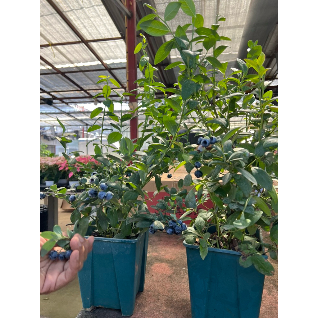 21/7/26บลูเบอรี่สายพันธุ์ F16#เมจิก็ ผสม  Eureka Blueberry Tree ต้นใหญ่ผลดก ติดผลตลอดปี สายพันธุ์นำเข้าf16ผสม