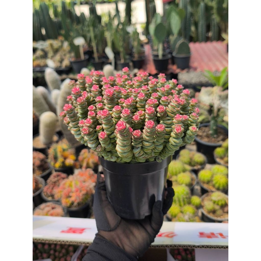 Crassula Baby necklace.#สปริงชมพู #หนอนสปริง ตัวกลาง #ไม้อวบน้ำกุหลาบ🐛🐛เลี้ยงง่ายตายยาก ส่งทั้งกระถางยิ่งแดด☀️