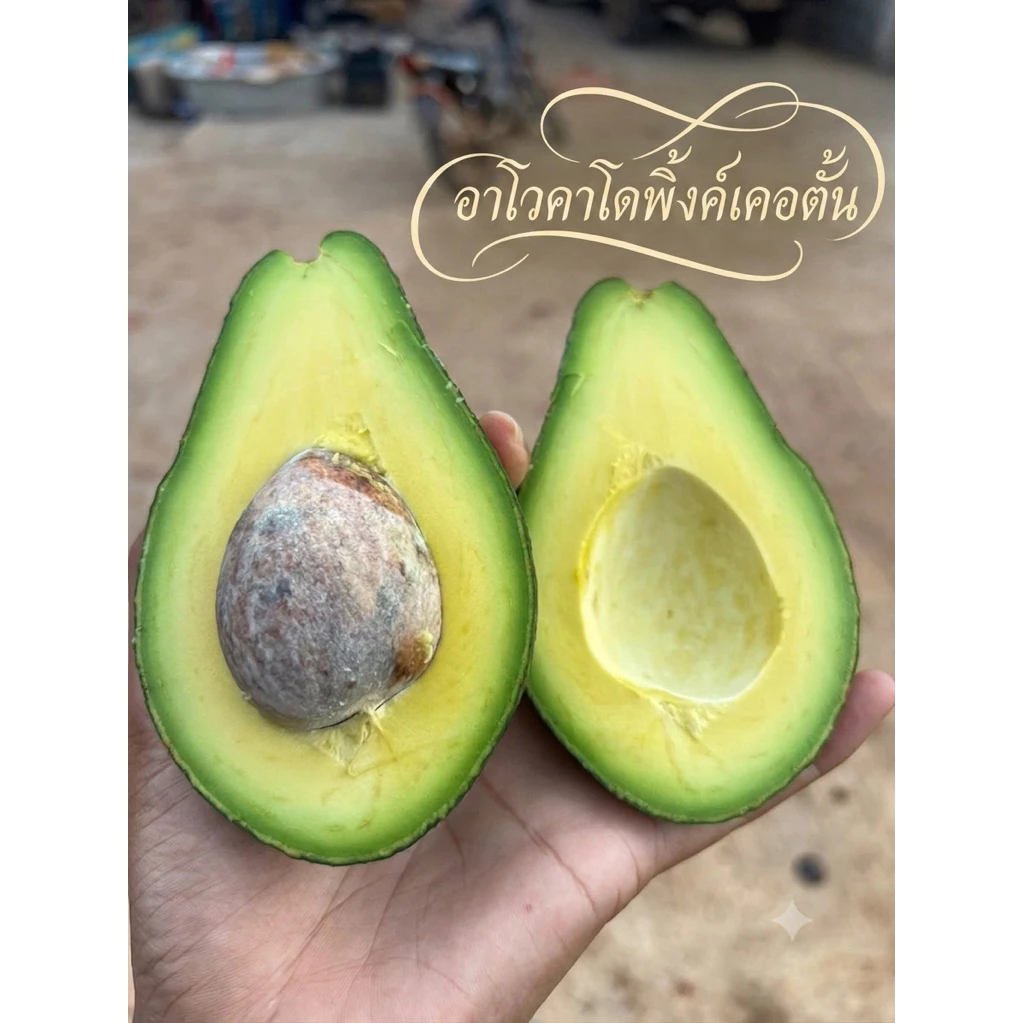 อะโวคาโดพันธุ์ พิงก์เคอร์ตัน (Pinkerton) 1 กิโลกรัม 3-6 ลูก มัน เหนียว หนึบ เนื้อเยอะ เปลือกปอกง่าย