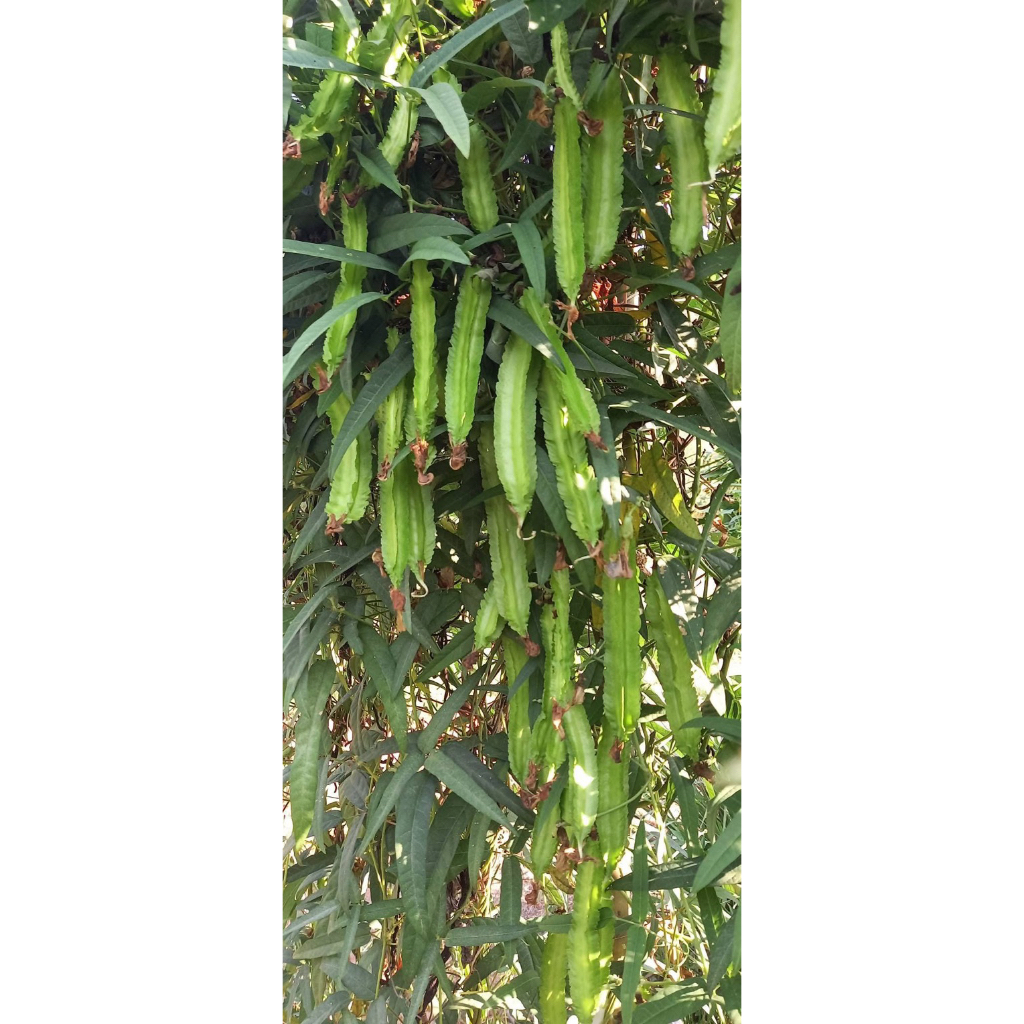 เมล็ดพันธุ์ถั่วพลูใบเรียวไผ่ 50 เมล็ดราคา 59 บาทซื้อ2แถม1