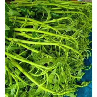 เมล็ดพันธุ์ผักบุ้งแก้ว 50 เมล็ดราคา 6 บาทซื้อ2แถม1