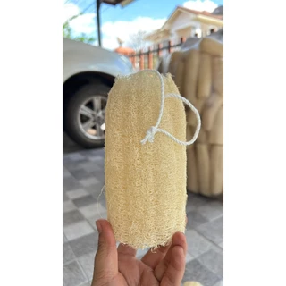 ใยบวบ ขนาด 6 นิ้ว ร้อยเชือก ใยหนา
