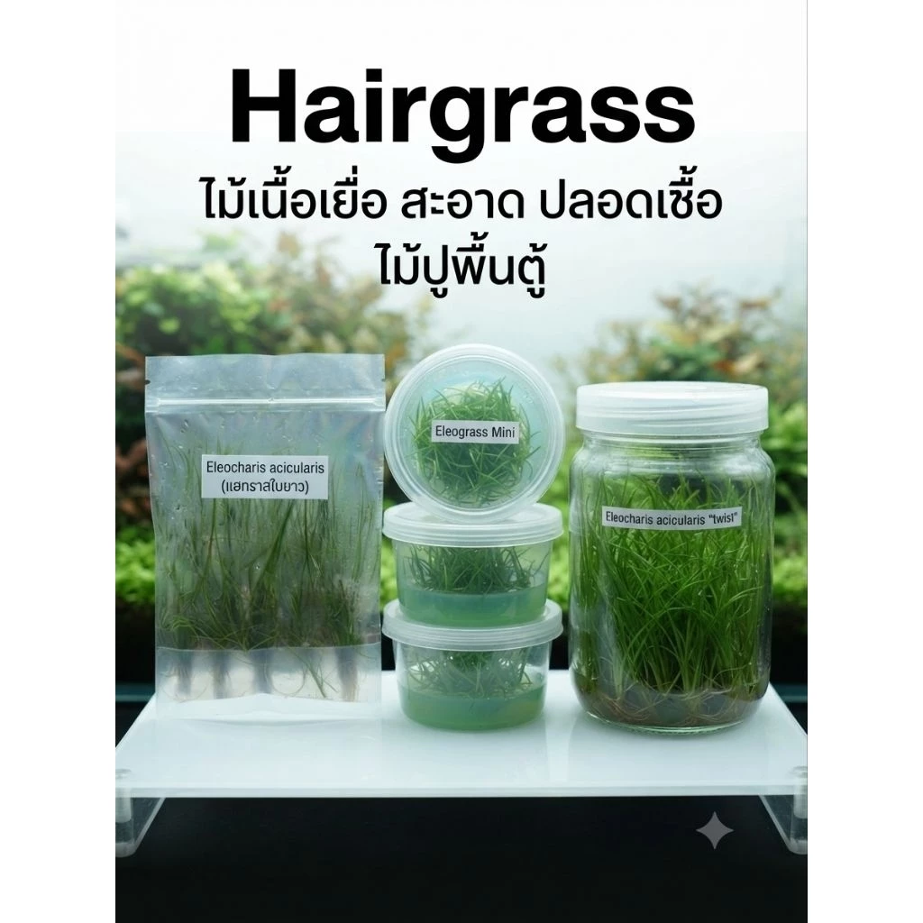 hairgrass mini twist/mini /ใบยาว #ไม้น้ำ ไม้เนื้อเยื้อ ไม้ปูพื้น