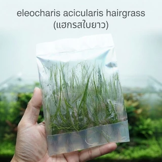 hairgrass mini twist/mini /ใบยาว #ไม้น้ำ ไม้เนื้อเยื้อ ไม้ปูพื้น