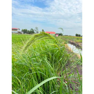 ชุดเก็บหญ้า🌿นาเกลี้ยงx3พลัง สำหรับข้าว25วันขึ้นไป 1ชุด/5ไร่