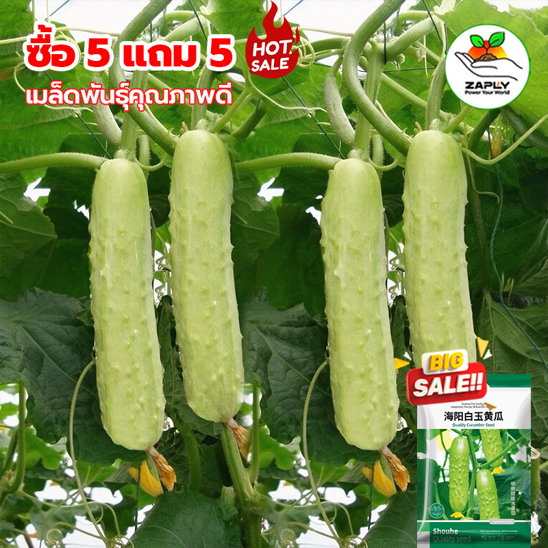 [5แถม5] 🔥 เมล็ดพันธุ์แตงกวาขาว 50เมล็ด เมล็ดแตงกวาสีขาว White Cucumber Seeds แตงกวาครีม