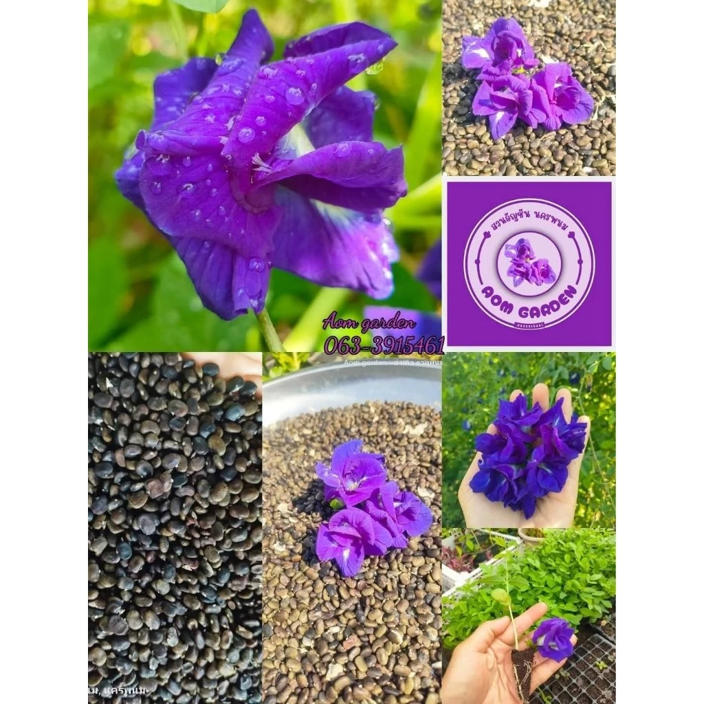 เมล็ดดอกอัญชันเทพพระรัตน์63กลีบซ้อน Butterfly pea flowers, Butterfly pea seedlings 蝴蝶豌豆花、蝴蝶豌豆苗