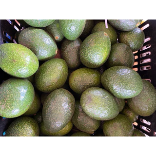 อะโวคาโดบัคคาเนียไข่ (บัคไข่) 1 กิโลกรัม 6-8 ลูก หนึบ มัน รสชาติหวานเล็กน้อย