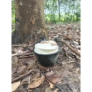 บุญฤทธิ์ สูตรบำรุงรักษาหน้ายาง 500cc กรีดง่าย เปลือกนิ่ม ช่วยเพิ่มปริมาณน้ำยาง ป้องกันโรครา หน้าดำ ราชมพู