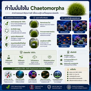 Chaetomorpha Macroalgae สาหร่ายคีโตมอร์ฟา สำหรับ Refugium | ช่วยดูดใช้ NO3 PO4 | เพิ่มพื้นที่อาศัย Copepods | ตู้ทะเล Re