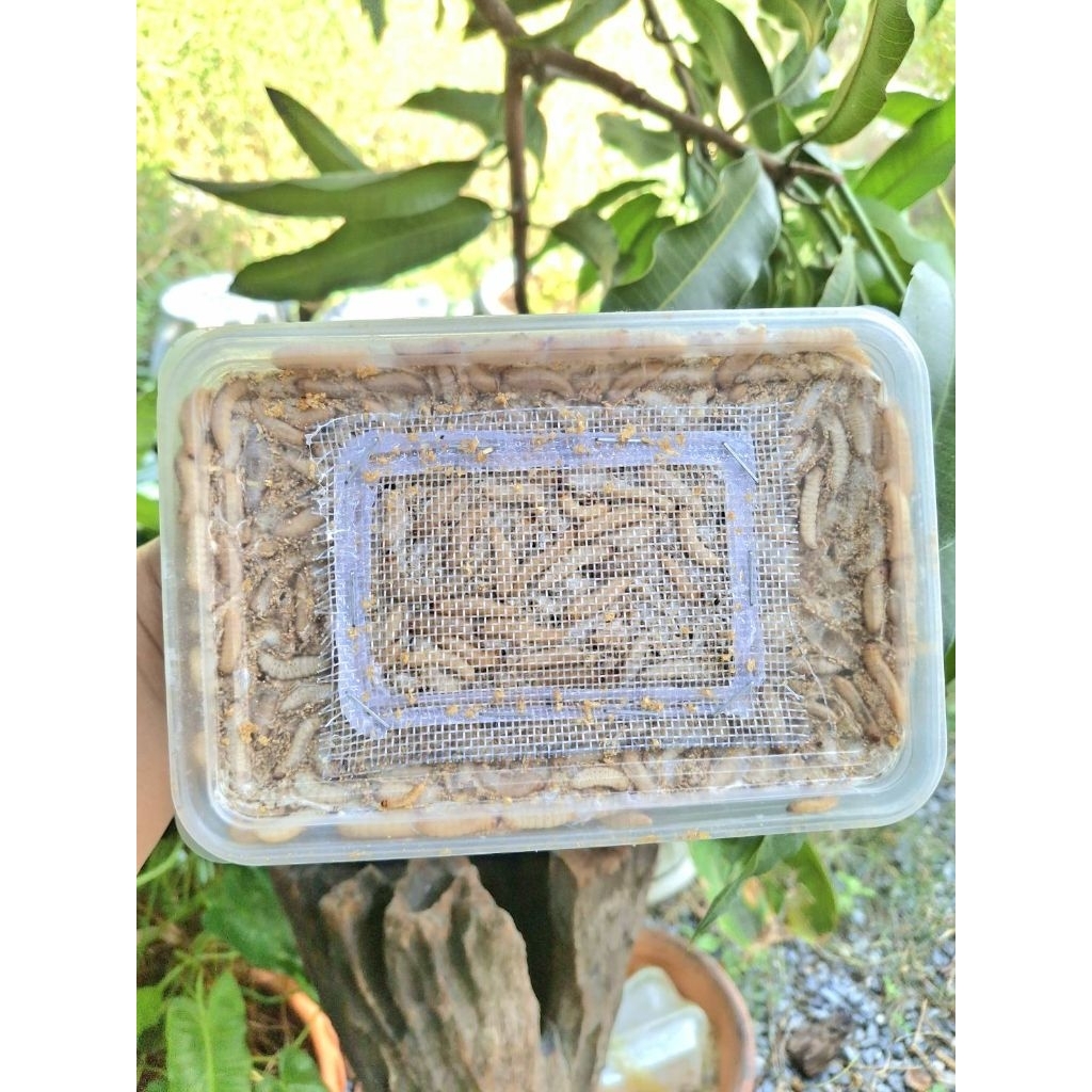 wax ขนมเสริมโปรตีนอย่างดีมาก
