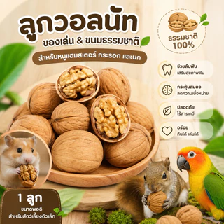 hambit. ลูกวอลนัท วอลนัทดิบมีเปลือก สำหรับสัตว์ฟันแทะ แฮมเตอร์ นก ชูการ์ กระรอกและสัตว์ฟันแทะ