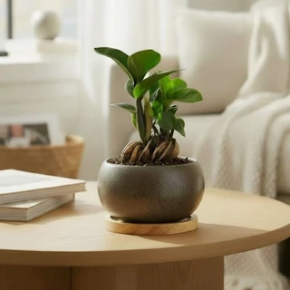 บอนไซ Bonsai พร้อมกระถางเซรามิคทรงกลม+แถมจานรองไม้