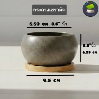 บอนไซ Bonsai พร้อมกระถางเซรามิคทรงกลม+แถมจานรองไม้