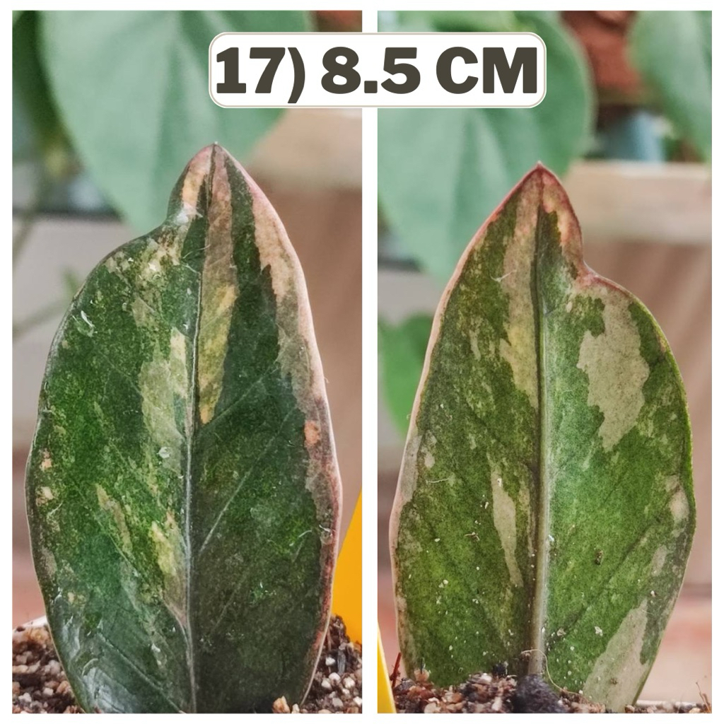 กวักดำด่างชมพู ใบชำตัดสด กวักดำด่าง Zamioculcas Zamifolia Varigated แม่พันธ์ด่างชมพู กวักมรกตดำด่าง กระถาง 2 นิ้ว