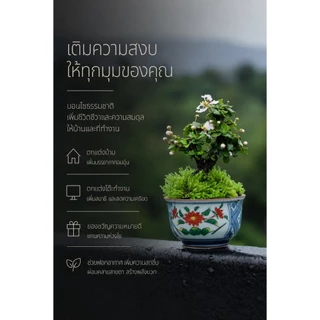 ชาปัตตาเวีย (Singapore holly./Malpighia coccigera.)🌸 บอนไซจิ๋ว กระถาง 3"
