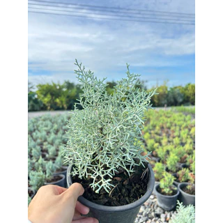 บลูไอซ์ / Blueice cypress 5.5 นิ้ว เหลือสายพันญี่ปุ่น ☀️✅